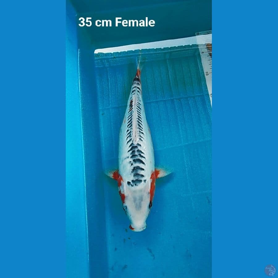 Shusui 35 cm