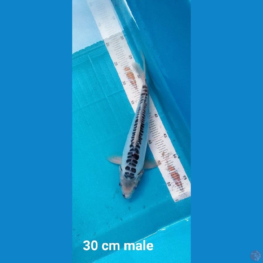 Shusui 30 cm ring rapi