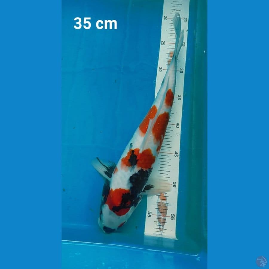 Showa 35 cm