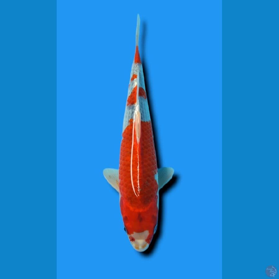 GOSHIKI 3 STEP MERAH STRONG 30CM JANTAN