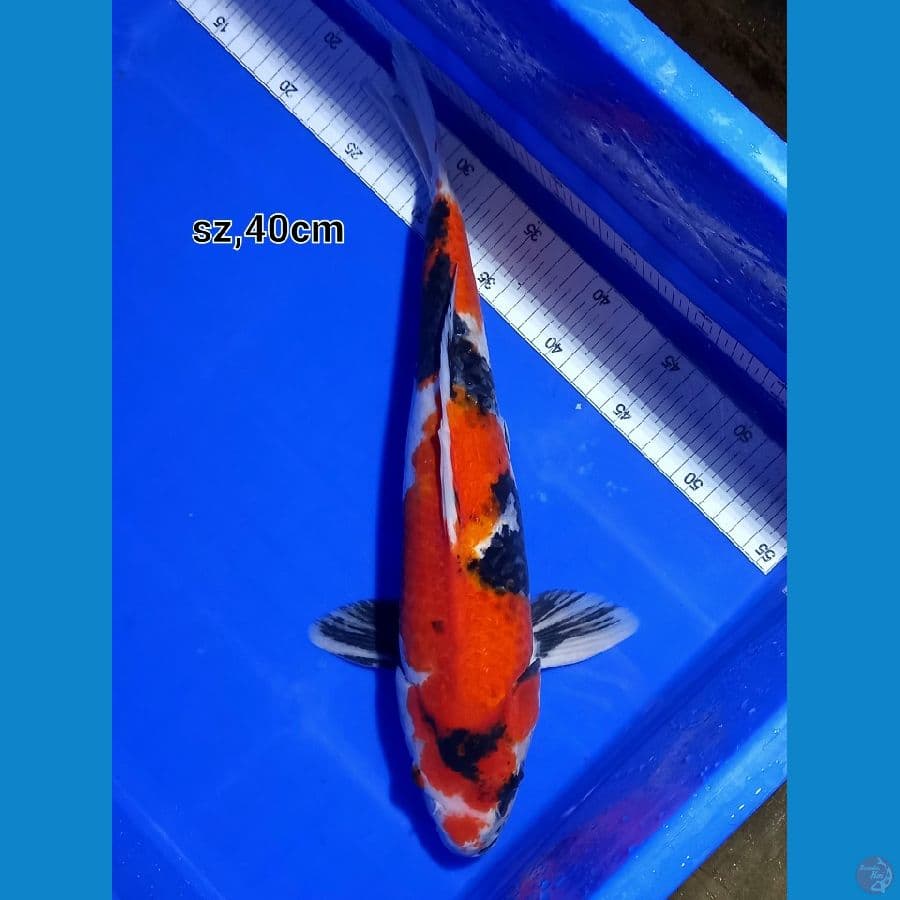 showa 40cm