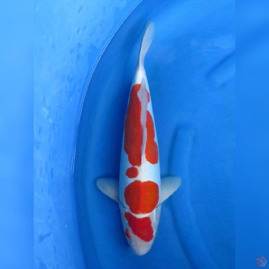 43cm , Kohaku Doitsu Jantan