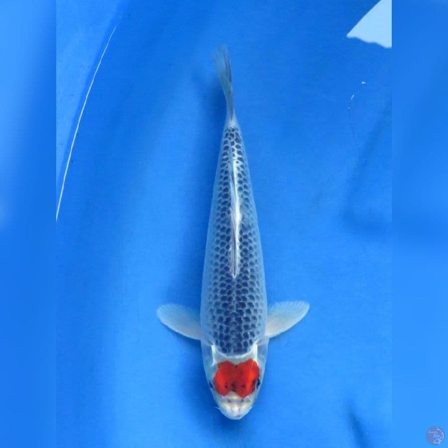 25cm , Tancho Goshiki Ori