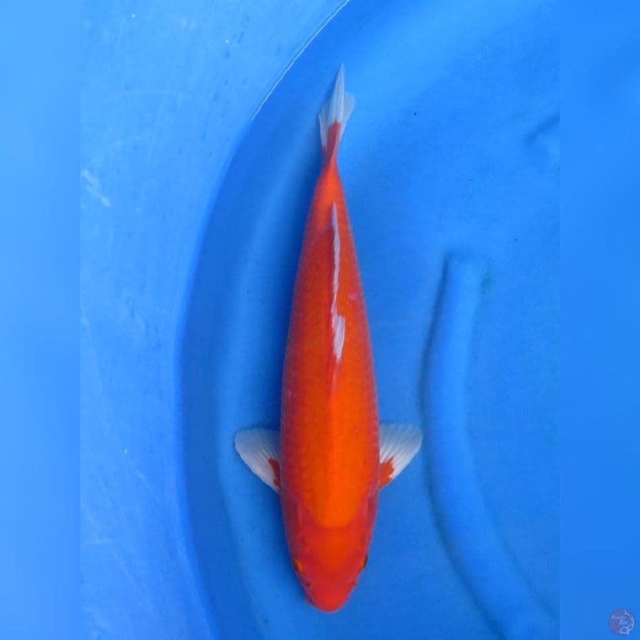 45cm , F1 Aka Hajiro Jantan