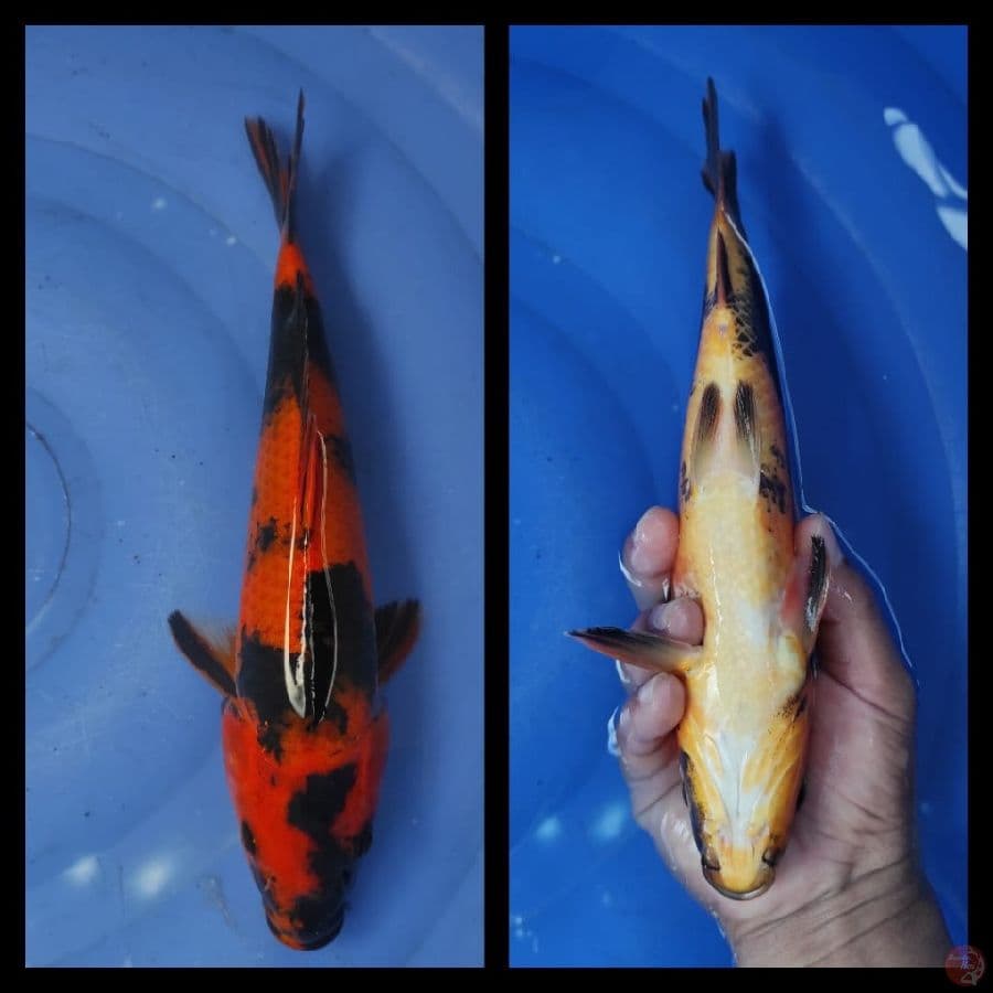 HI UTSURI.25CM.