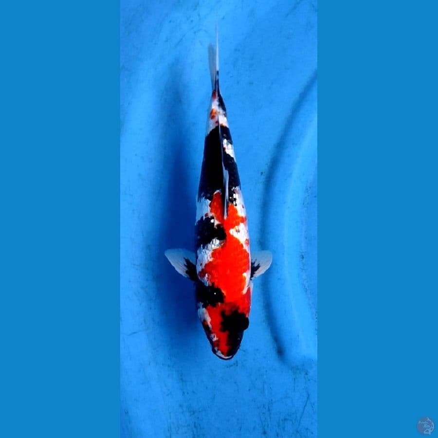 kindai showa gindrin,,30 cm ,, jantan