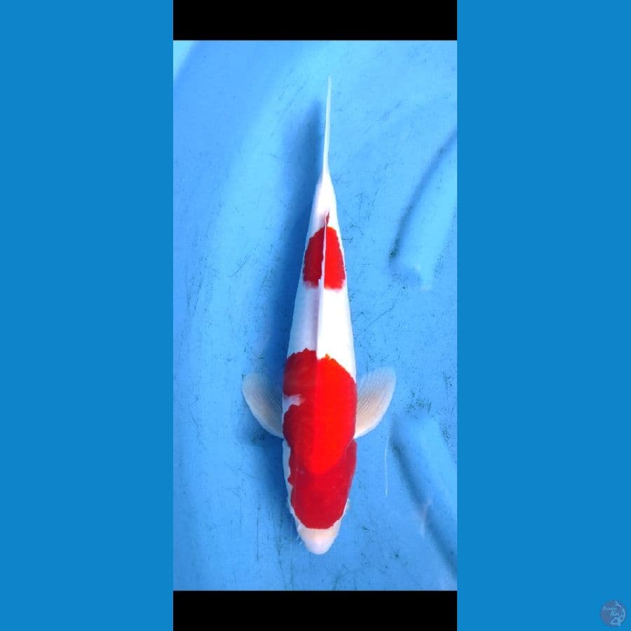 kohaku 2 step original, 37 cm