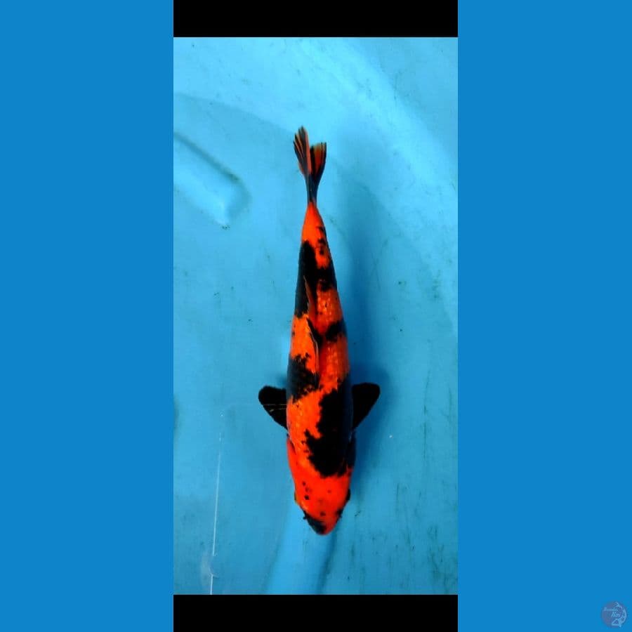 Hiutsuri SQ ,, size 28 cm