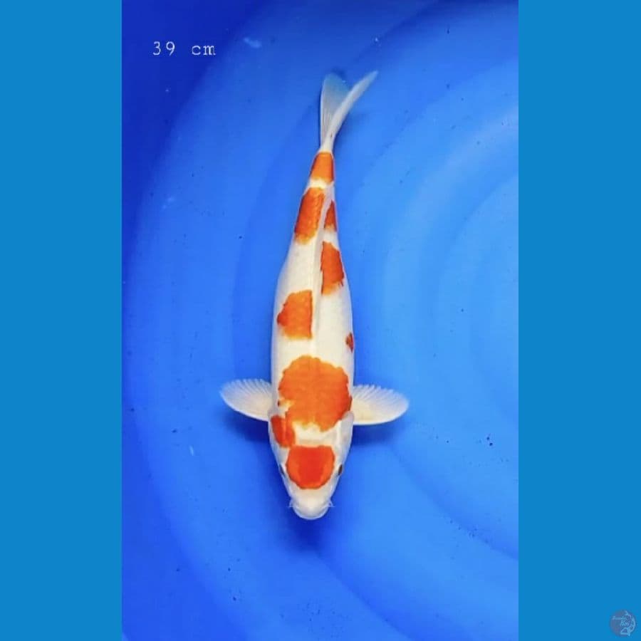 kijiro 39 cm/fml