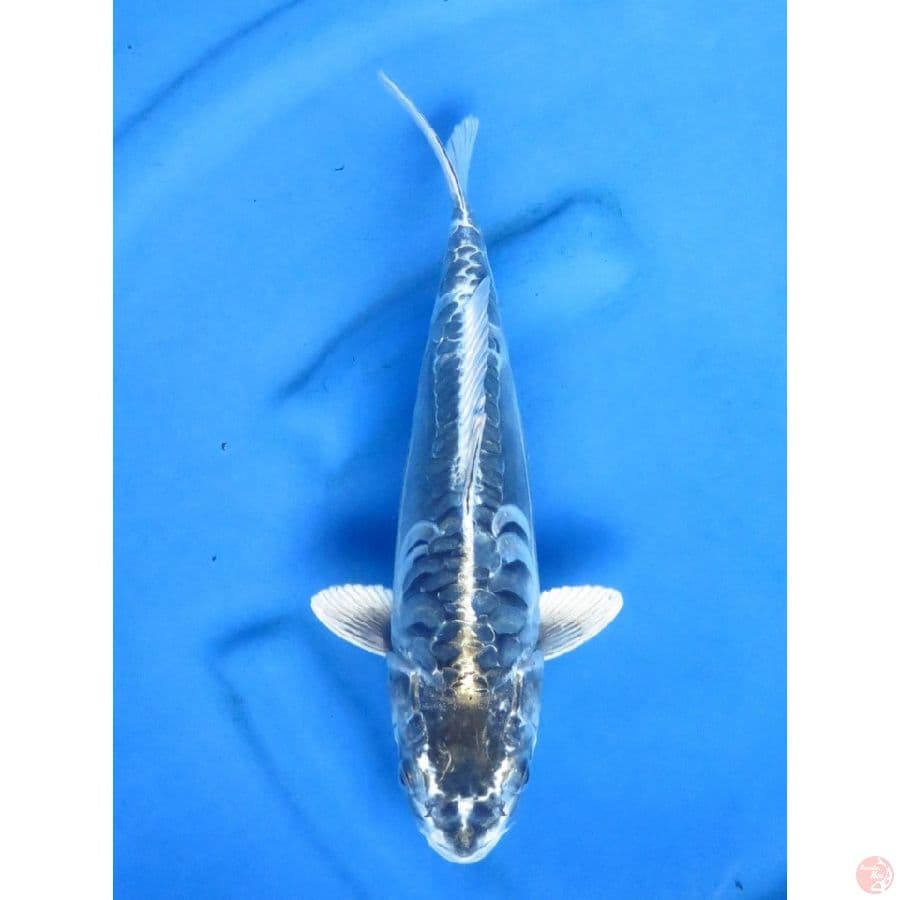 30cm , Kawarimono