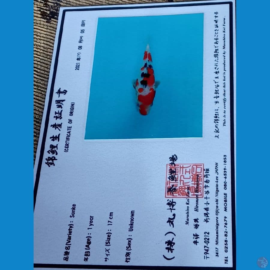 sangke 30 bu import