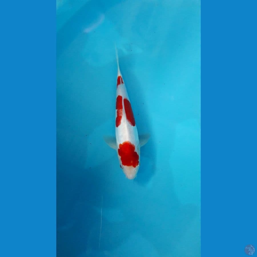 tankohu-maruten kohaku 27cm