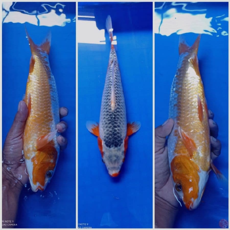 asagi 32 cm