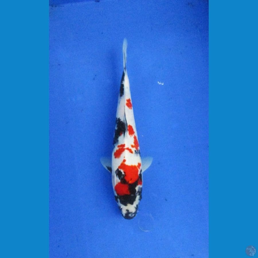 showa ±28cm