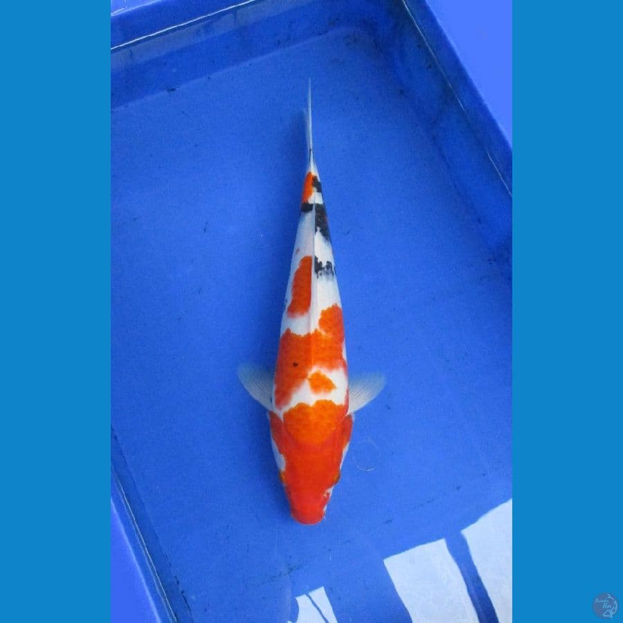 showa ±41cm