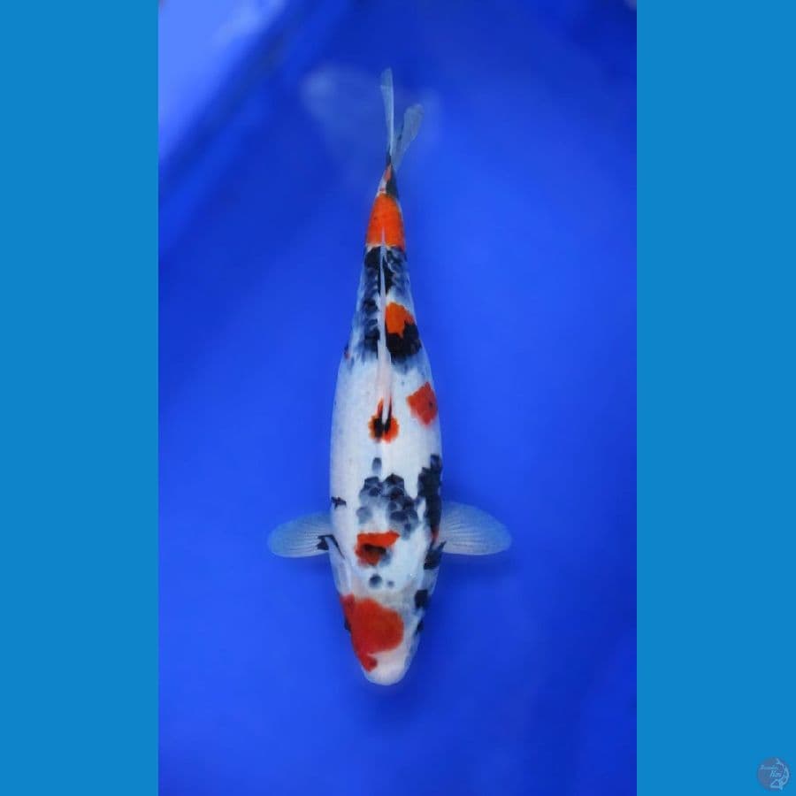showa ±37cm