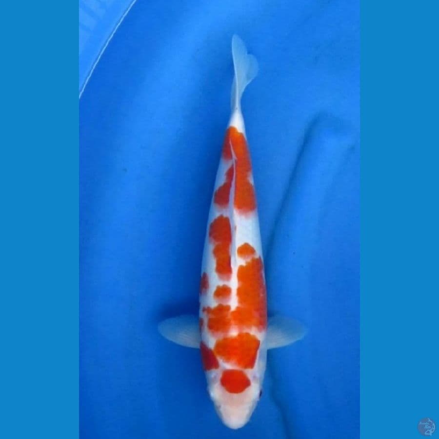 maruten kohaku kwalitas 35 cm