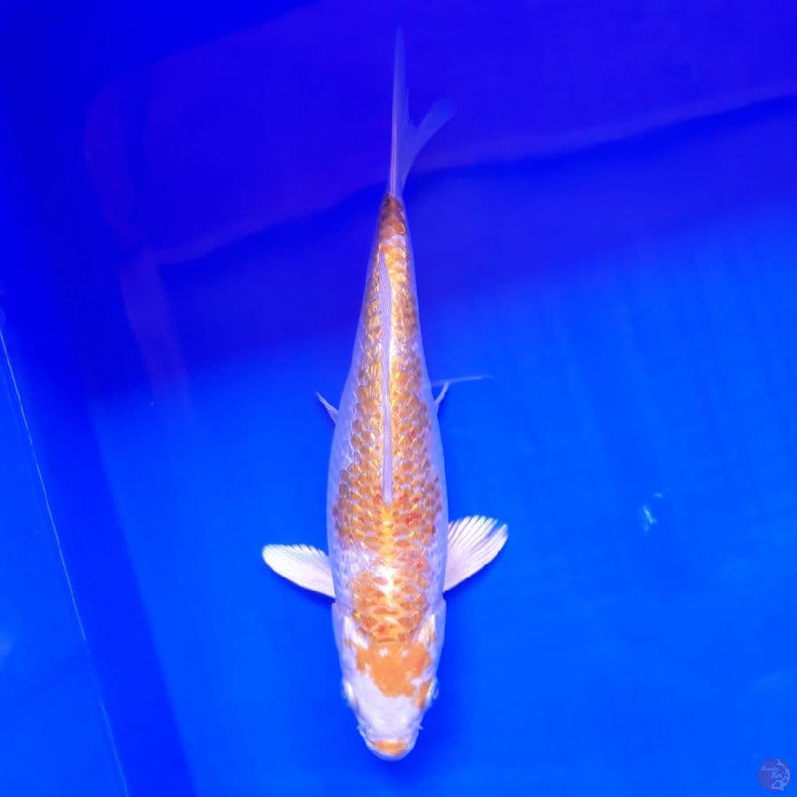 Hariwake Ginrin 27cm