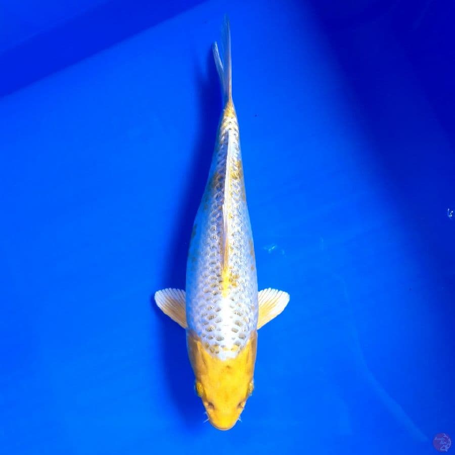 Hariwake Ginrin 28cm