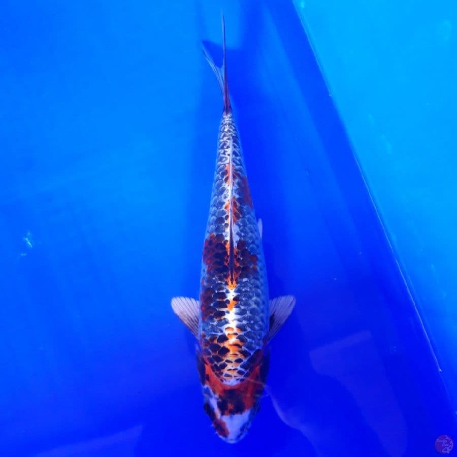 Beni Gingga Mulus 24cm