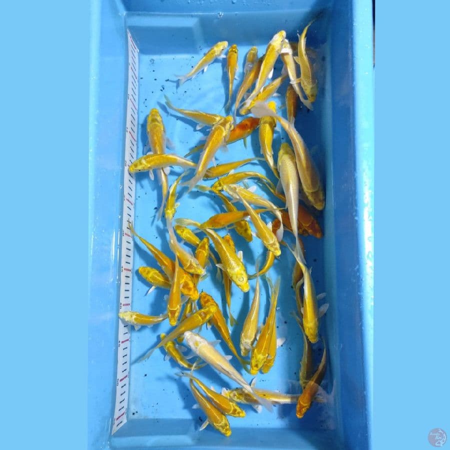 size 12-18cm paket ogon & karasi matamerah 50 ekor