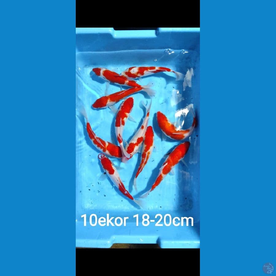paket kohaku size 18-20cm jumlah 10 ekor
