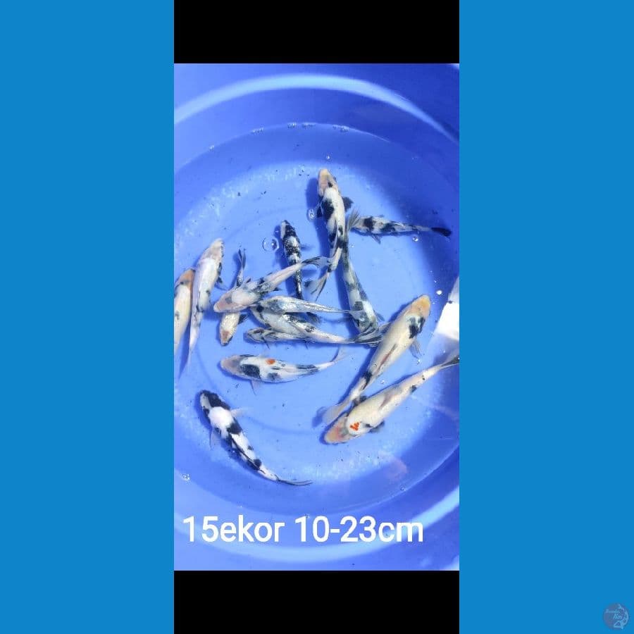 paket shiro utsuri size 10-23cm jumlah 15 ekor