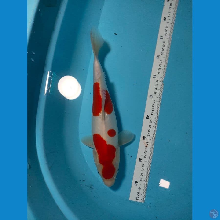 Kohaku Doitshu 35 cm