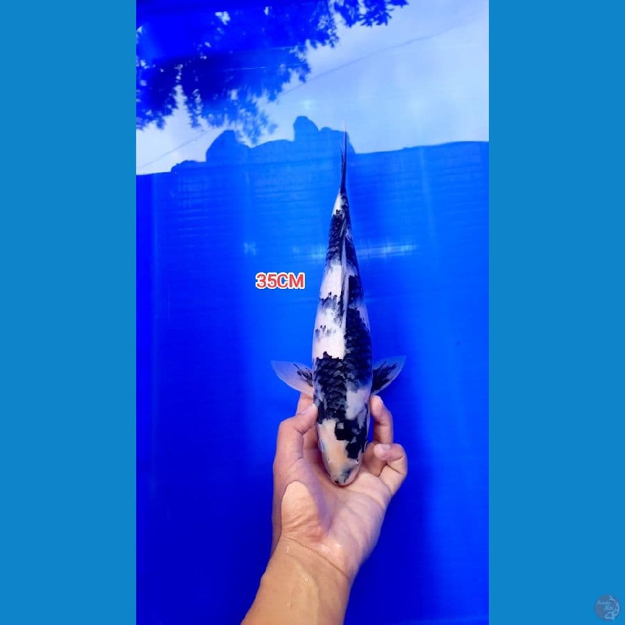 Shiro Utsuri 35CM Putih Bersih