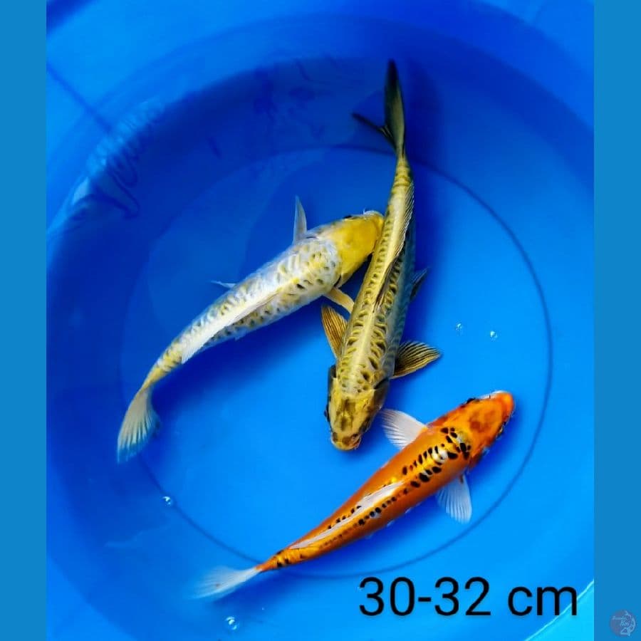 mix antik 30-32 cm