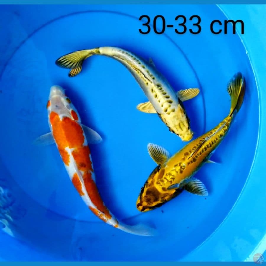 mix spesial 30-33 cm