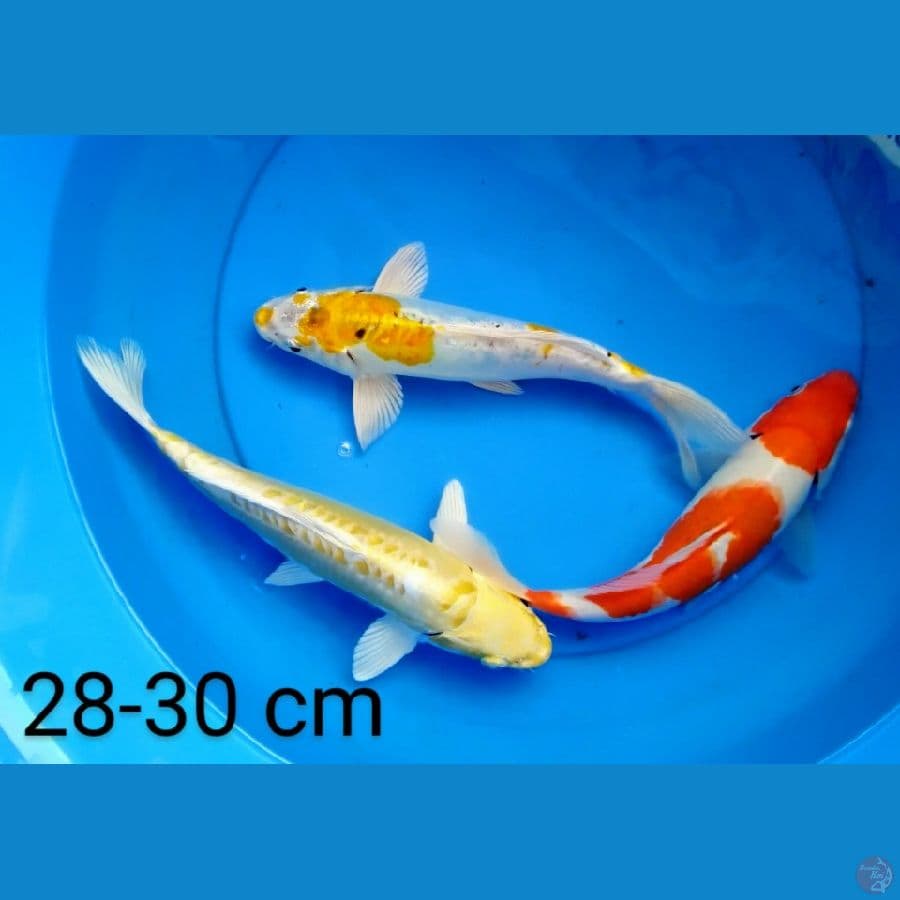 mix 28-30 cm