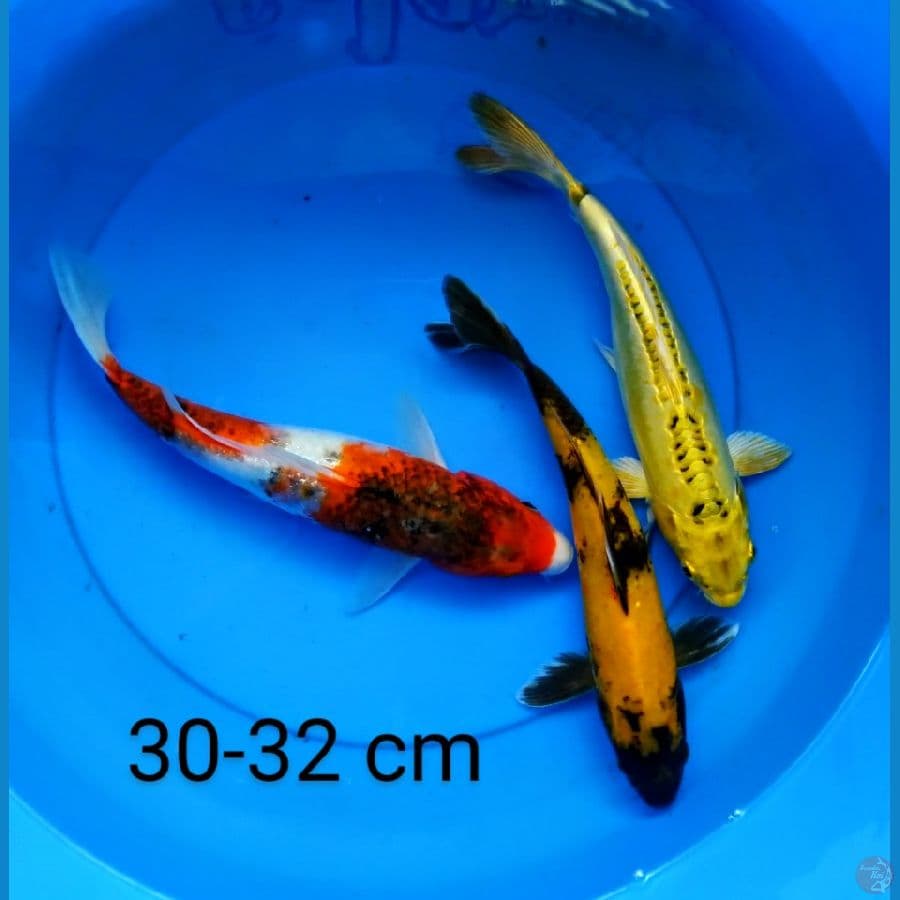 mix 30-32 cm