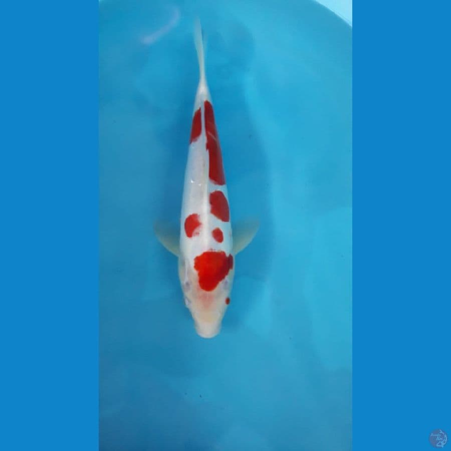 Kohaku doitsu 36 cm