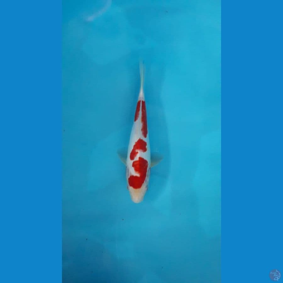 Kohaku doitsu 25 cm