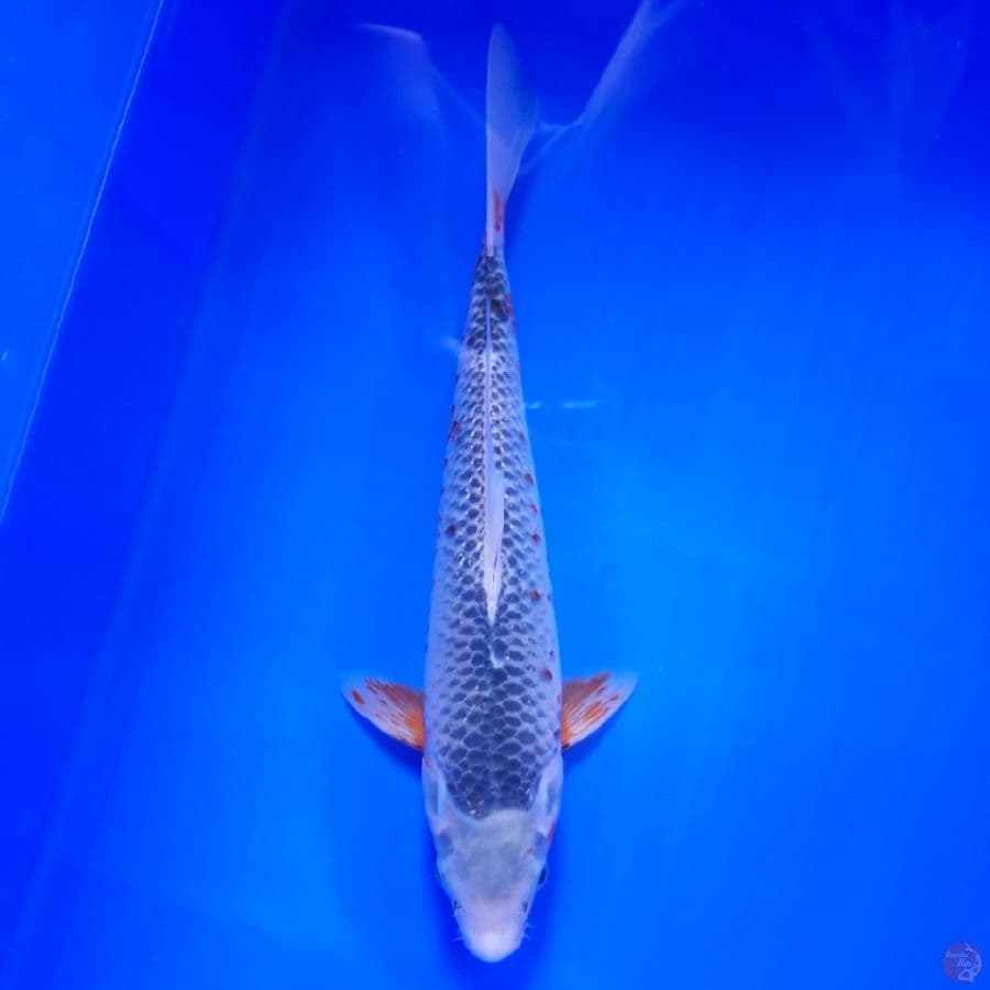 Asagi 29cm