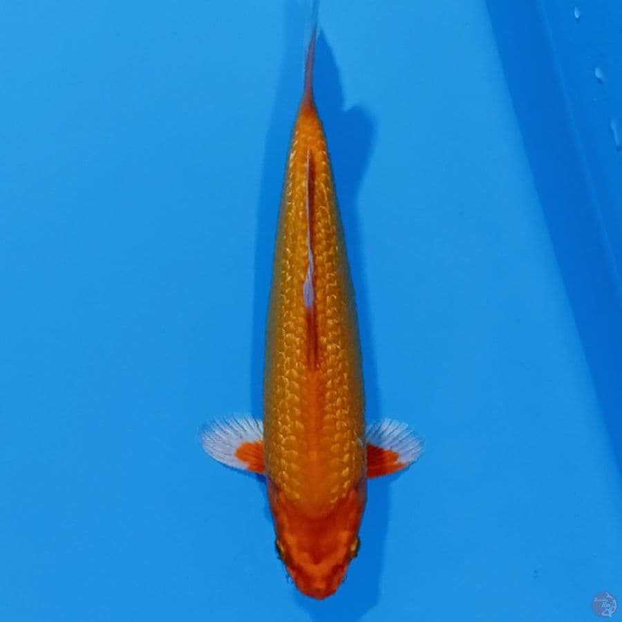 HQ ORENJI GINDRIN . 34 CM .