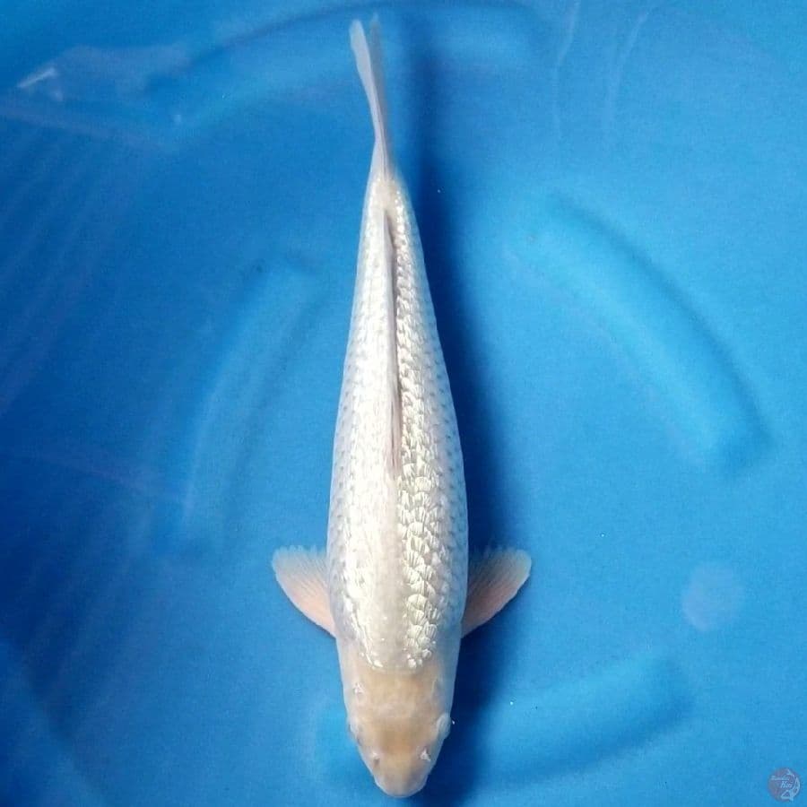 BULKY SORAGOI GINRIN 35 CM MALE