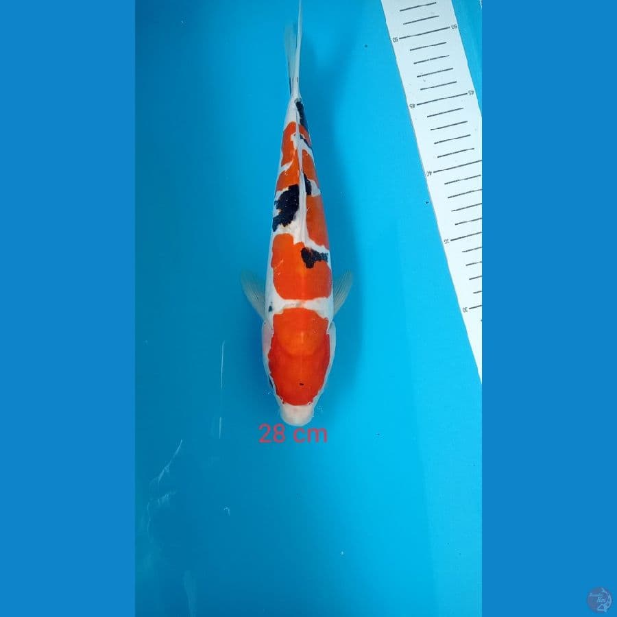 sanke doit 27 cm