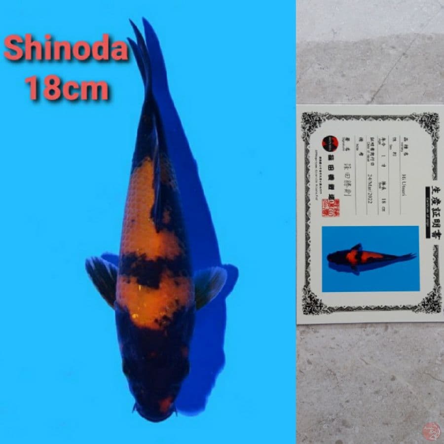SHINODA HIUTSURI SERTIFIKAT
