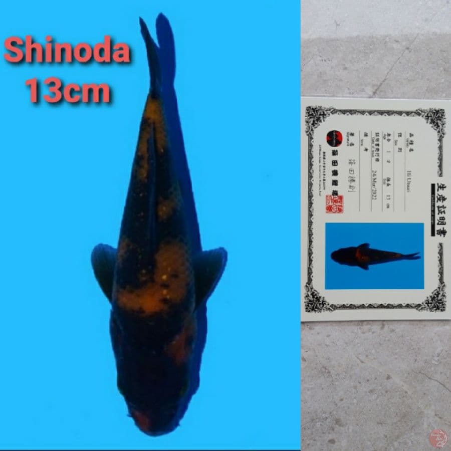 SHINODA HIUTSURI SERTIFIKAT