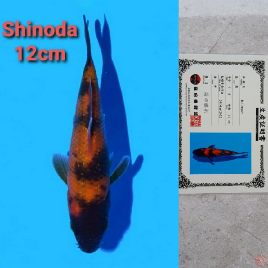 SHINODA HIUTSURI SERTIFIKAT