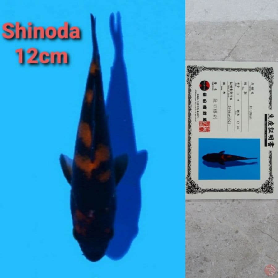 SHINODA HIUTSURI SERTIFIKAT