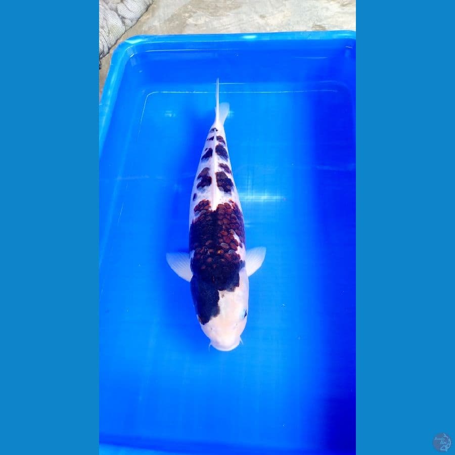 Goromo Jumbo 47Cm Body Tebel Bulky