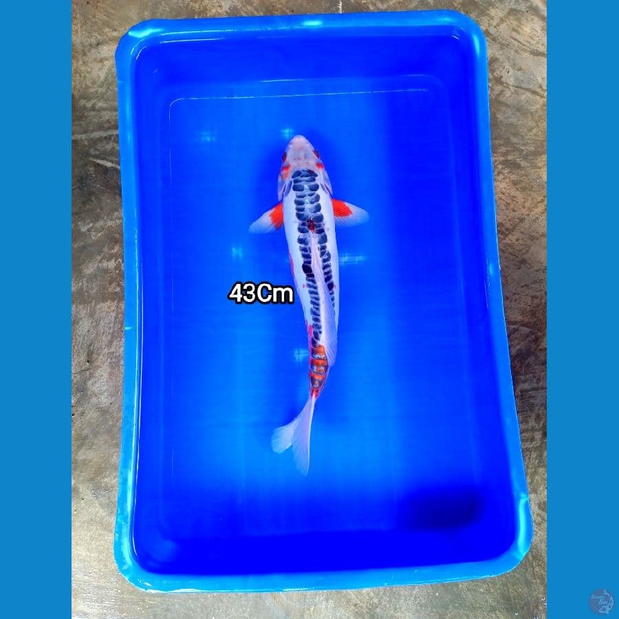 Hana Shusui M43 Cm Bulky