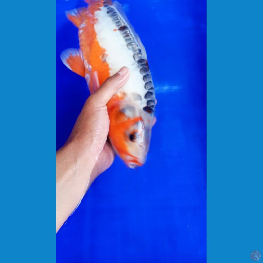 Hana Shusui M43 Cm Bulky