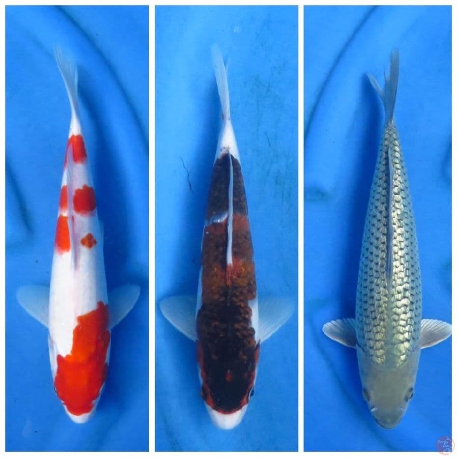 34 28 33 , Paket Kohaku , , Goromo , soragoi