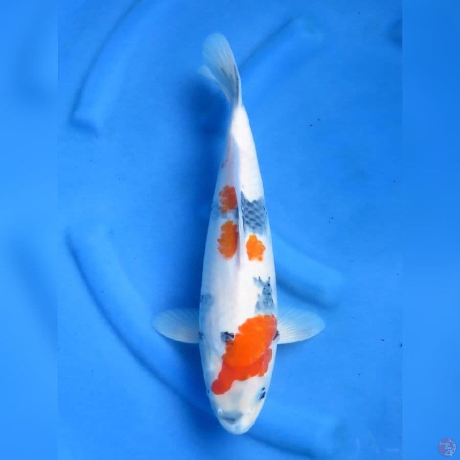 38cm , F1 Kindai Showa
