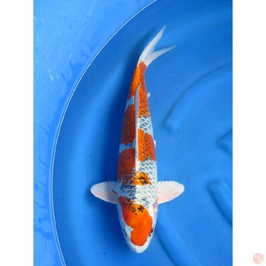 jumbo jantan kujaku , 53cm