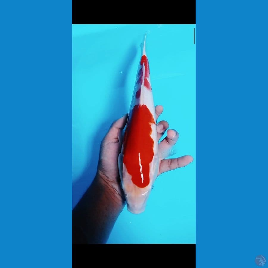 Kohaku simple petren jantan size 31CM????